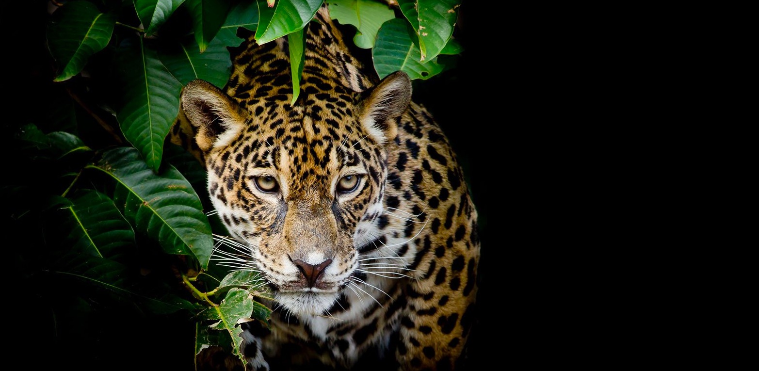 Top 108+ imagen what does a jaguar represent In.thptnganamst.edu.vn