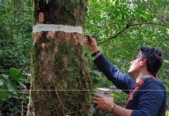 hay un hombre en el bosque, está cubriendo de cal el tronco de un árbol