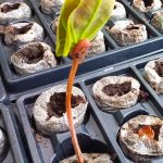 imagen de una planta que está naciendo en un vivero.