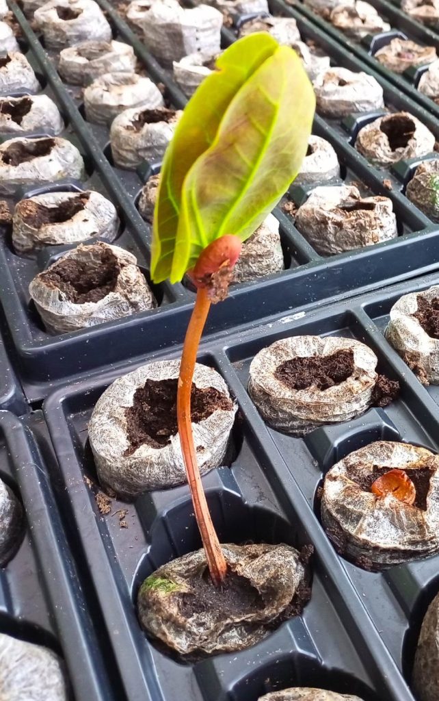 imagen de una planta que está naciendo en un vivero. 